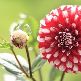 心如狂蝶的头像