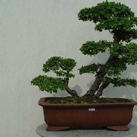 蓝咡钉滺的头像