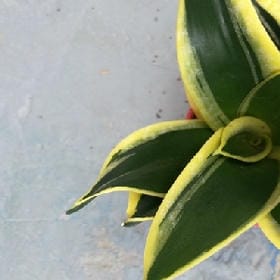 春花秋月的头像
