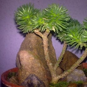 心鸢的头像