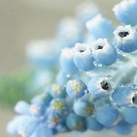 湮雨荷花影的头像