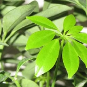 予我欢颜的头像