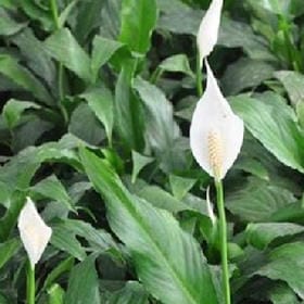 单身菇凉照样嗨的头像
