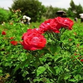 短发ㄨ妹子的头像