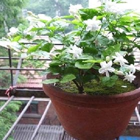 白胡子大佬的头像