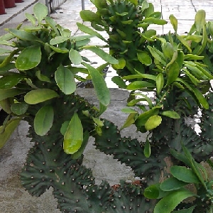 做一辈子德小孩的头像