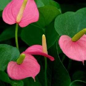 来自死海的鲸鱼的头像