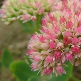 小兔乖乖的头像