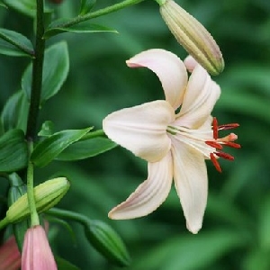 十三肌骨的头像