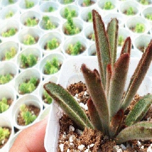 只求份安稳的头像