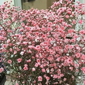 博枫影月的头像