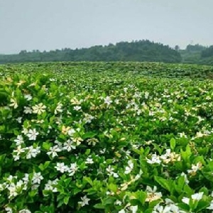 不朽的少年有着放肆的梦的头像