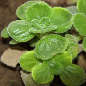 超越光速的蜗牛的头像