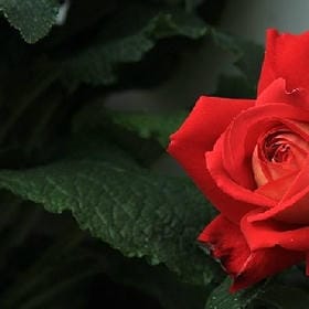 一笑倾城的头像