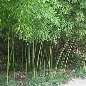 南空的头像